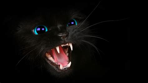 HD Black Cat BLue Eyes WallPaper! by HarriePatemanDesigns on DeviantArt