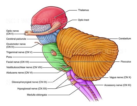 Diencephalon and Brainstem, illustrati | Stock Image - Science Source ...