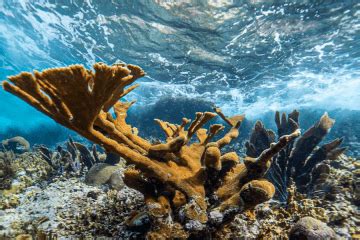 Seymour Marine Discovery Center – Aquarium and science center at UCSC