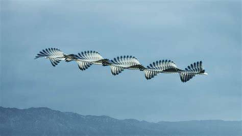 Mesmerizing Photos Capture the Flight Patterns of Birds | Flight ...