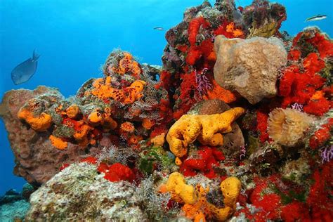 The sea sponge as the common ancestor of all animal life