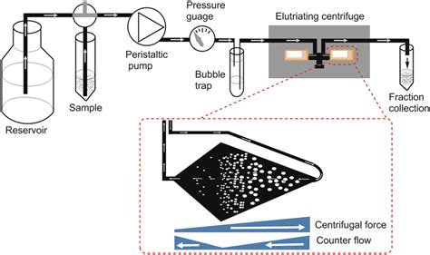 Counter flow centrifugal elutriation of Trypanosoma brucei. The ...