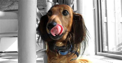 Cleaning Dachshund Teeth to Prevent Stinky Mouth - Dachshund Joy