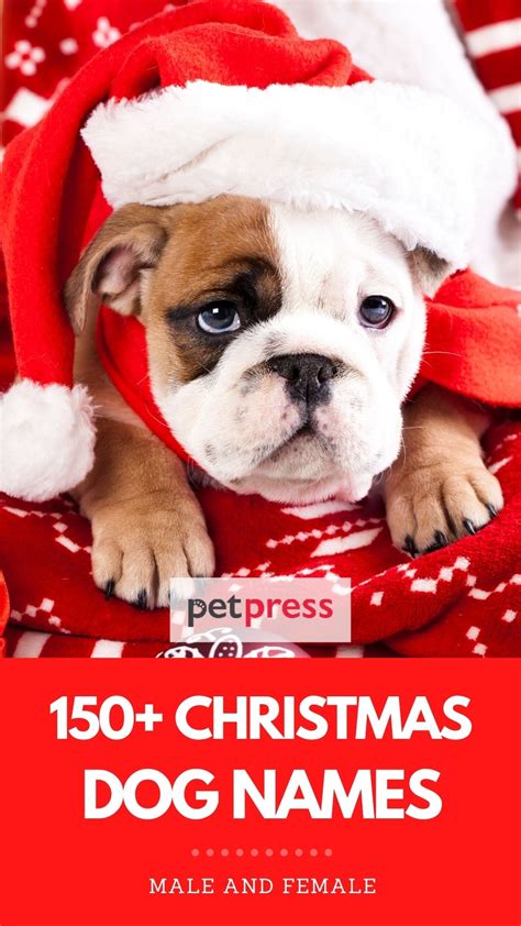 Top 150+ Christmas Dog Names: Holiday-themed Names For A Pet Dog