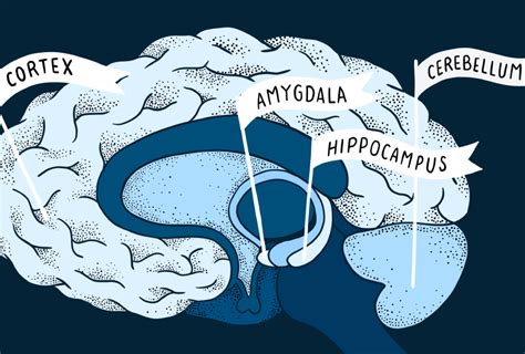 Brain structure changes in autism, explained | Spectrum | Autism ...