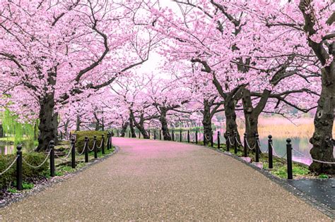 Walking Path Under The Beautiful Sakura Tree Or Cherry Tree Tunnel In Tokyo Japan Stock Photo ...