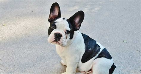 French Bulldog Names [415+ Perfect Ideas] – My Dog's Name