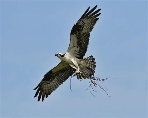 Osprey nest building Photograph by Ken Lawrence - Pixels