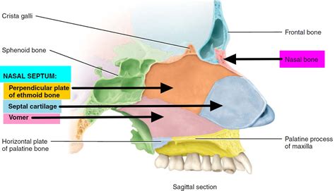 Deviated Septum - Causes, Symptoms, How To Fix A Deviated Septum