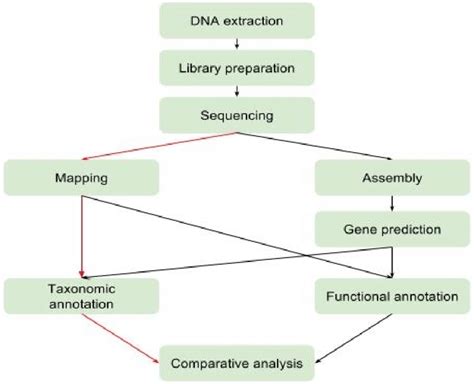 Metagenomics analysis flowchart. Two different workflows for... | Download Scientific Diagram