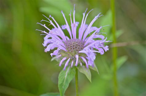 Wild Bergamot - Watching for WildflowersWatching for Wildflowers