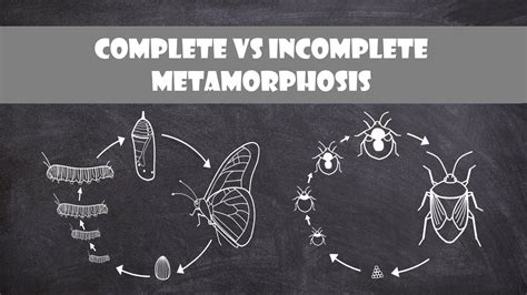 Complete and Incomplete Metamorphosis | Entomology - YouTube