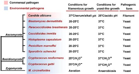 Fungal pathogens from different phyla exhibit a dimorphic lifestyle.... | Download Scientific ...