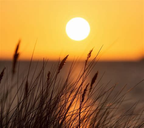 Sunset, grass, nature, sun, sunrise, HD wallpaper | Peakpx