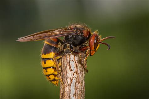 Video of Giant Hornet Attacking Mouse Emerges Following Reports of ...