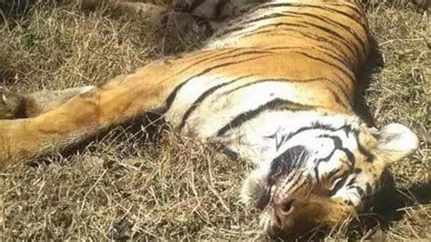 Tiger hit by car succumbs to injuries at Nagpur wildlife rescue centre - Hindustan Times