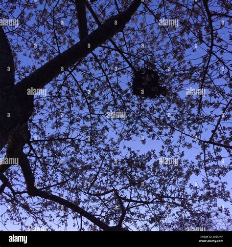 Bird's nest night sky Stock Photo - Alamy