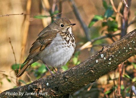 Birding Trails - Tennessee Wildlife Resource Agency | Hermit Thrush