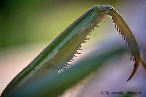 Praying Mantis - A Gardener's Best Friend