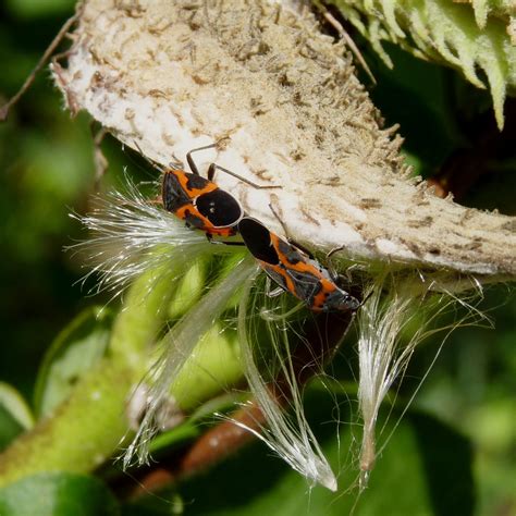 Small Milkweed Bugs | Small Milkweed Bugs (Lygaeus kalmii) m… | Flickr