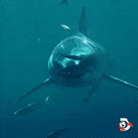 Great White Shark Jumping Gif