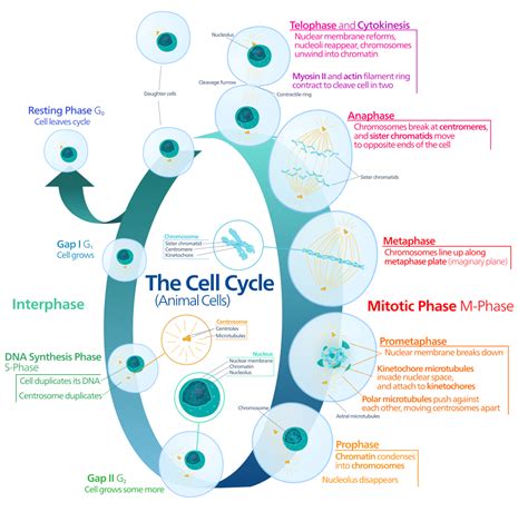 The Stages Of Mitosis | Science Trends