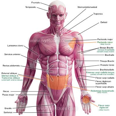 Anterior Muscles of the Human Body