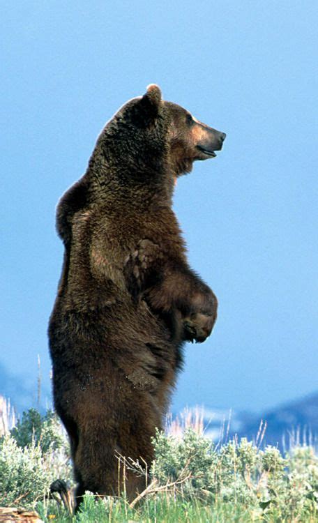 1000+ images about Bears on Pinterest