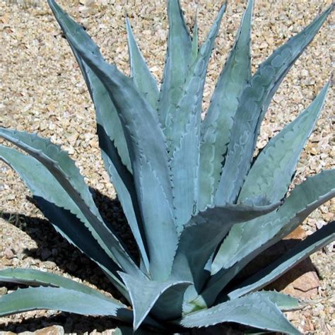 Agave Century Plant Blue - VerdeGo