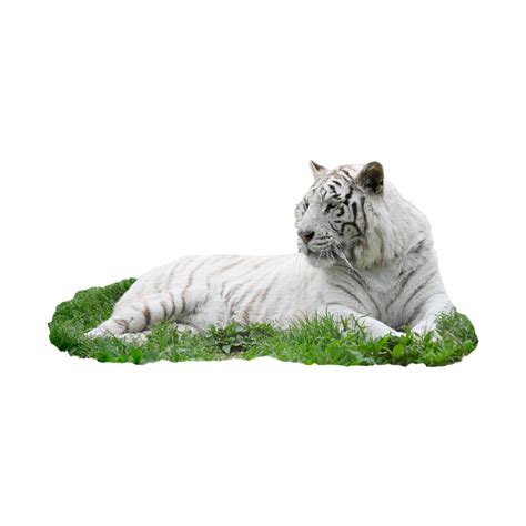Aggressive Wild Tiger, Mammal, Wild, Offensive PNG Transparent Image and Clipart for Free Download