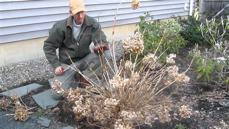 Pruning Endless Summer hydrangea in the Spring by LandscapeConsultation ...