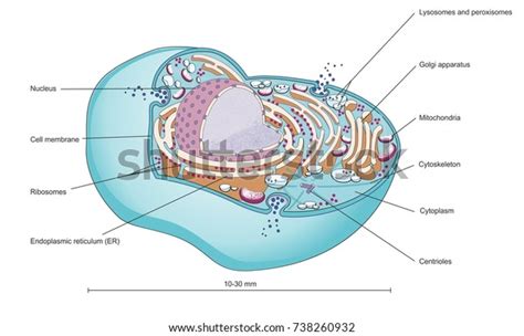 Ilustrasi Stok Structure Mammalian Cell Cellular Organelles Inside 738260932 | Shutterstock