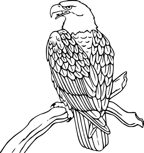 23 eagle line drawings. | Clipart Panda - Free Clipart Images
