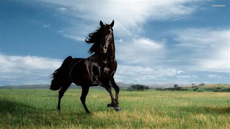 Horses Wallpapers, Pictures, Images