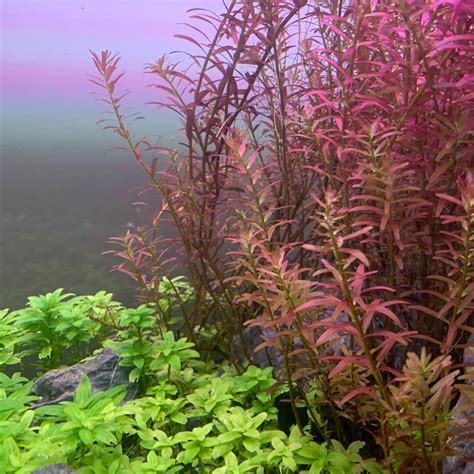 Rotala Vietnam H'ra, 59% OFF | dpise2022.dps.uminho.pt