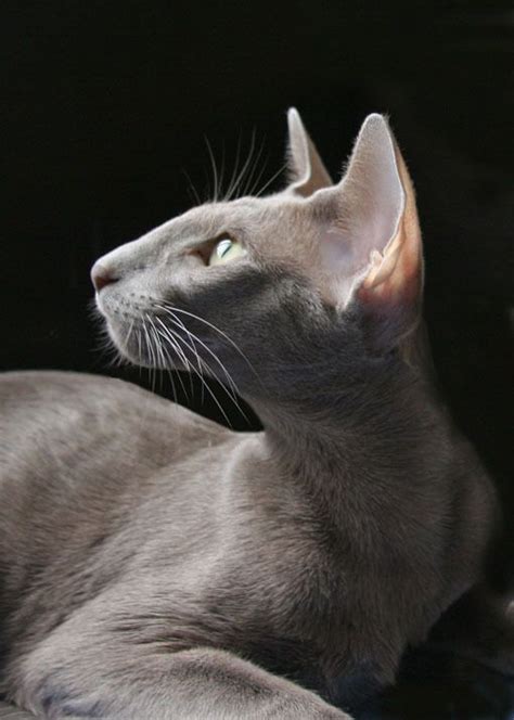 Oriental Shorthair Cat Rescue