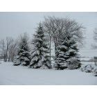 Oak Creek, WI : Pine Trees in front of my apartment at 8320 So. Chicago Rd., #3, Oak Creek,Wi ...