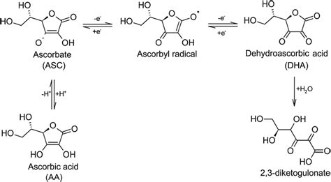 Structure Of Dehydroascorbic Acid