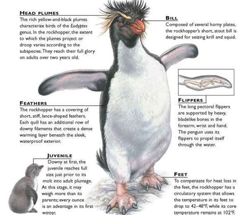 14 best penguin - rockhopper images on Pinterest | Penguin, Penguins and Animal babies