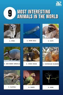 The 9 Most Interesting Animals in the World - A-Z Animals