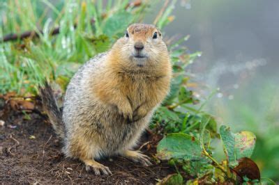 Professional Gopher Removal - TJs Gopher Removal