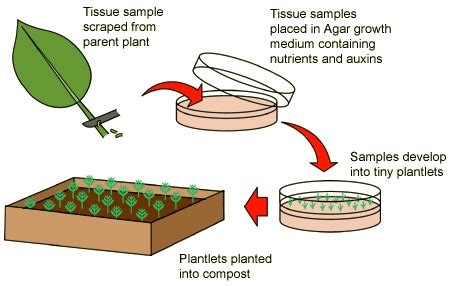 CB20300: Micropropagation