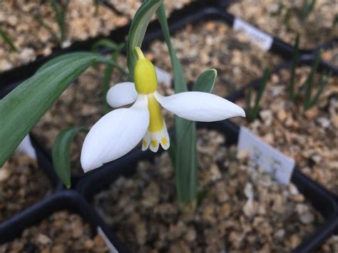 Passionate snowdrop fan and collector grows from bulbs, seeds