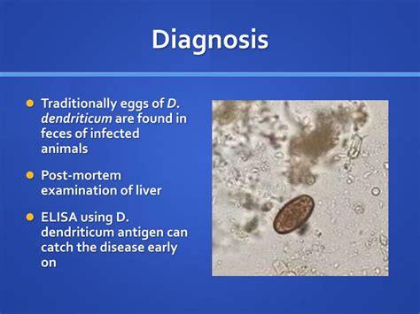 PPT - Dicrocoelium dendriticum PowerPoint Presentation, free download - ID:942708