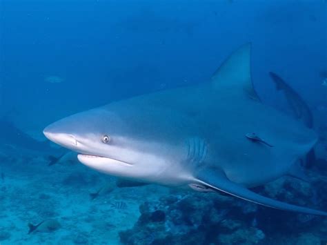 Bull Shark, Carcharhinus leucas Valenciennes, 1839 - The Australian Museum