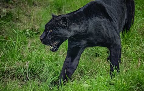 Welcome Inka, a rare black jaguar | Chester Zoo