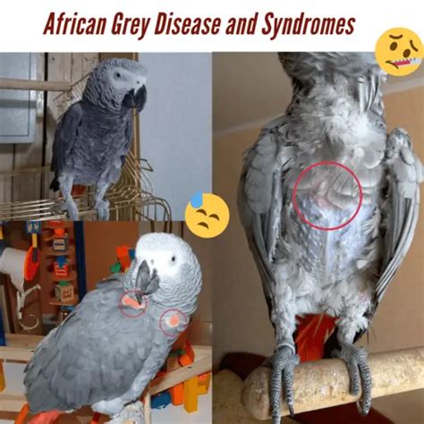 African Grey Disease and Syndromes - Common Illnesses in African Grey