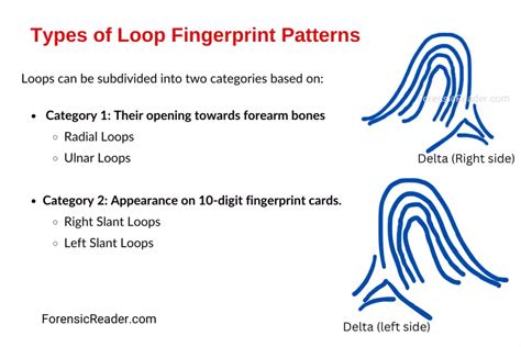 Loop Fingerprint Pattern: 5 Rules and 4 Types With Images