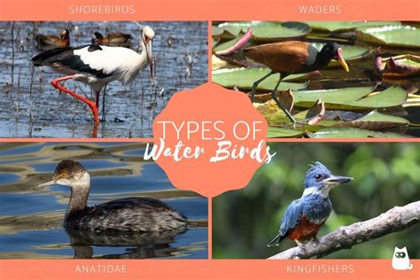 Types of Water Birds - Examples of Aquatic Birds with Pictures