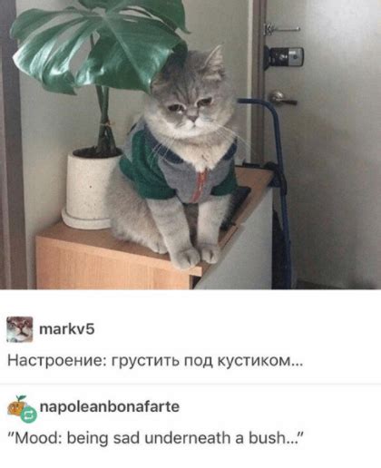 These Russian Cat Memes Are a Dose of Good Internet - Motherboard